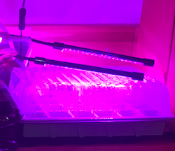 Semis sous lampes de croissance